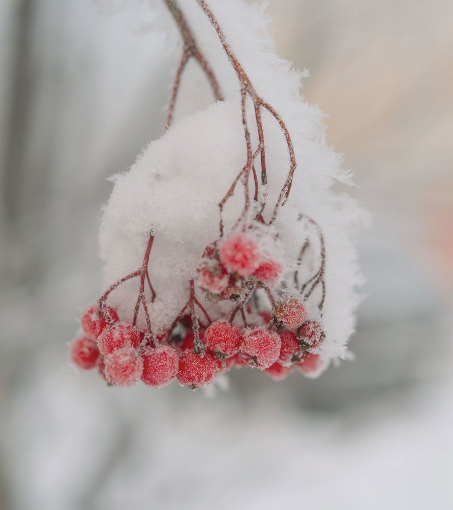 Снежная рябина