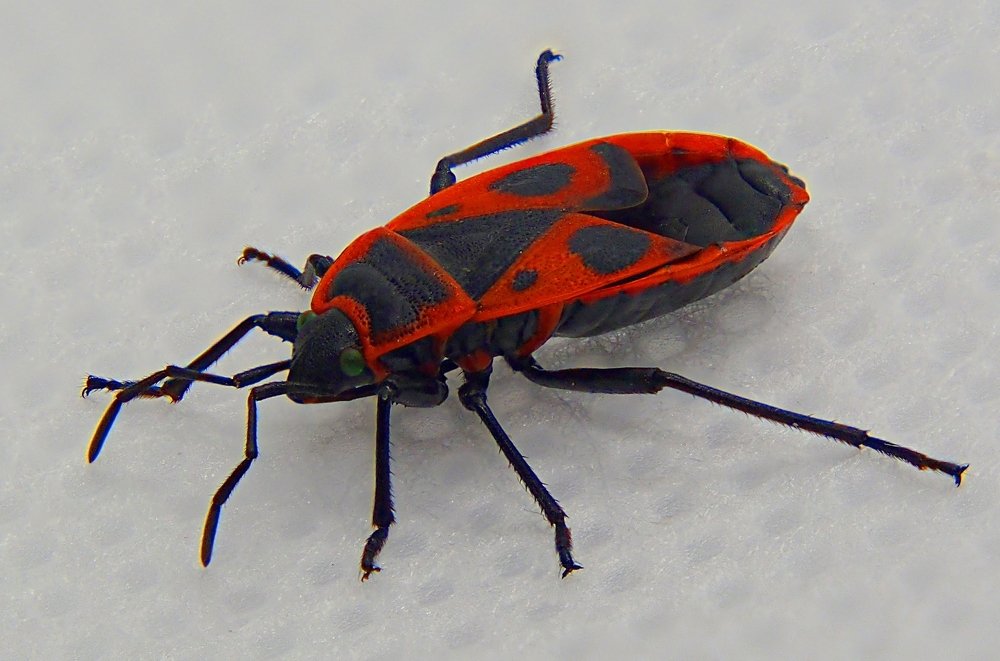 Photograph by Алексей Голубев