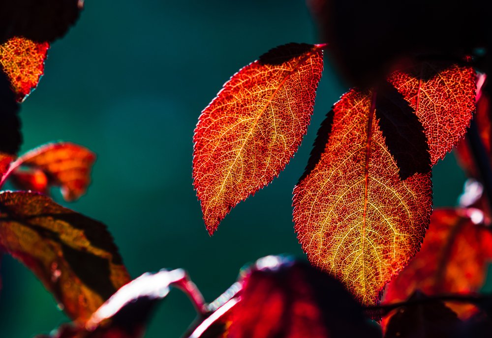 Краски ноября 2019