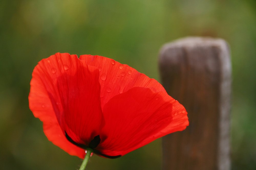 Photograph by Ирина Богатырева