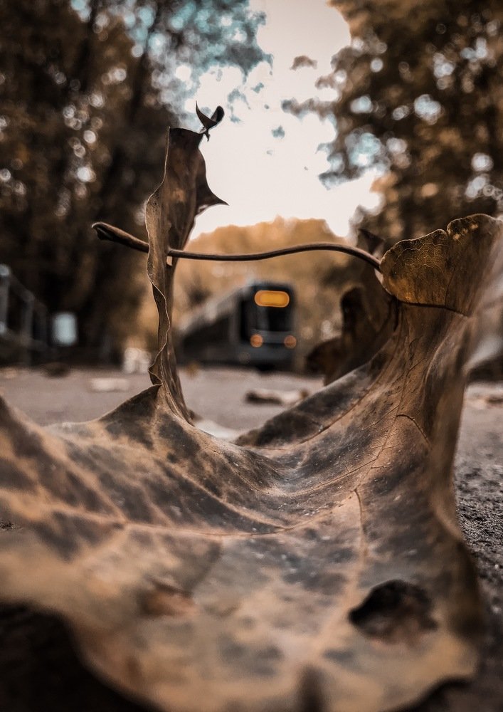 Трамвай в осень