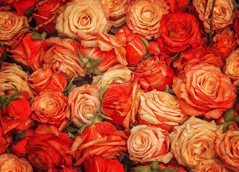 Photograph by Svetlana S.