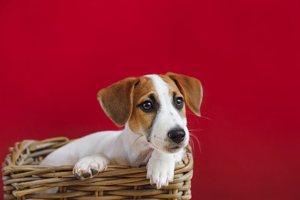 Фотография автора Юлия Евстратенко