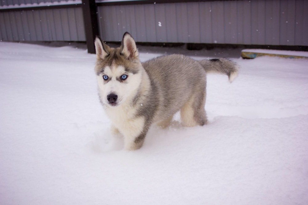 Photograph by Оксана Тонкошкурая