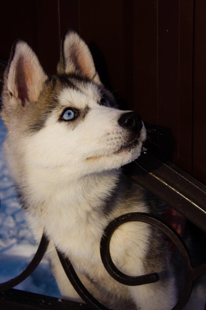 Photograph by Оксана Тонкошкурая