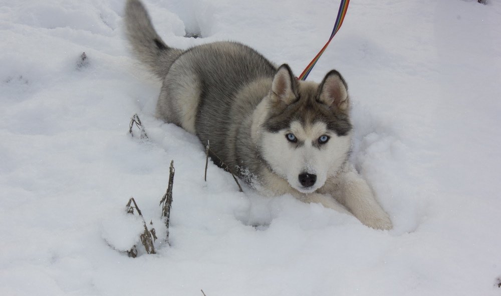 Photograph by Оксана Тонкошкурая