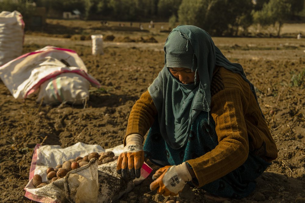 Woman on potato land
