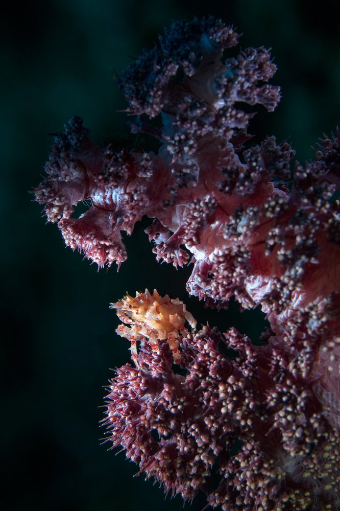 Photograph by Дериглазова Марина Владимировна