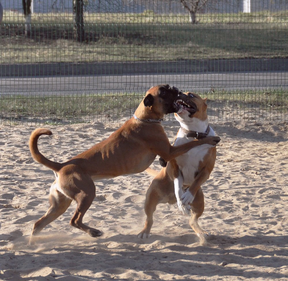 Азартные игры друзей...