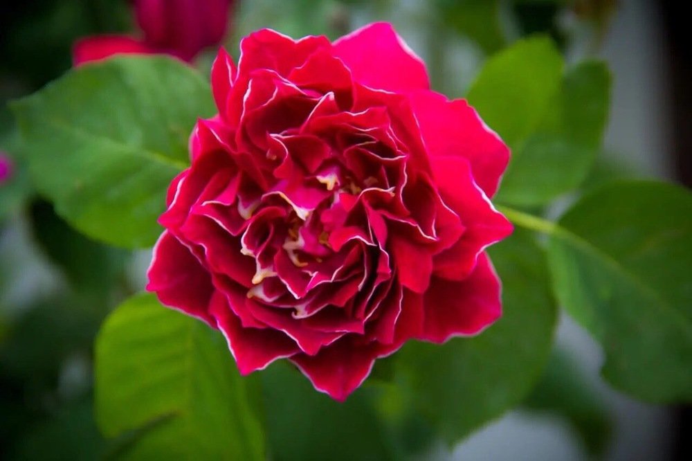 Photograph by Оксана Тонкошкурая