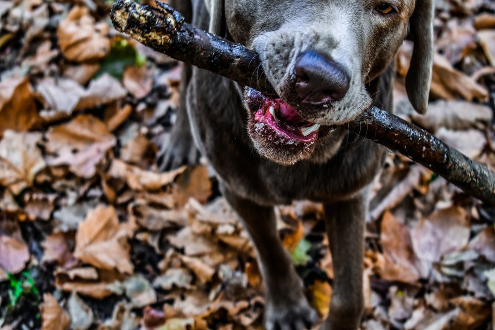 Фотография автора Livija Gotz