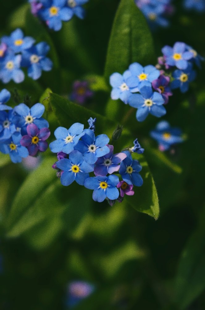 Forget me not