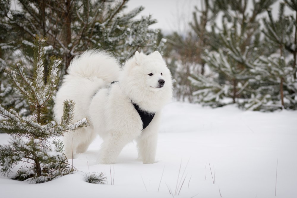 Photograph by Tet. Filippova