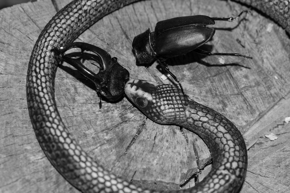 Photograph by Camelia Dogaru