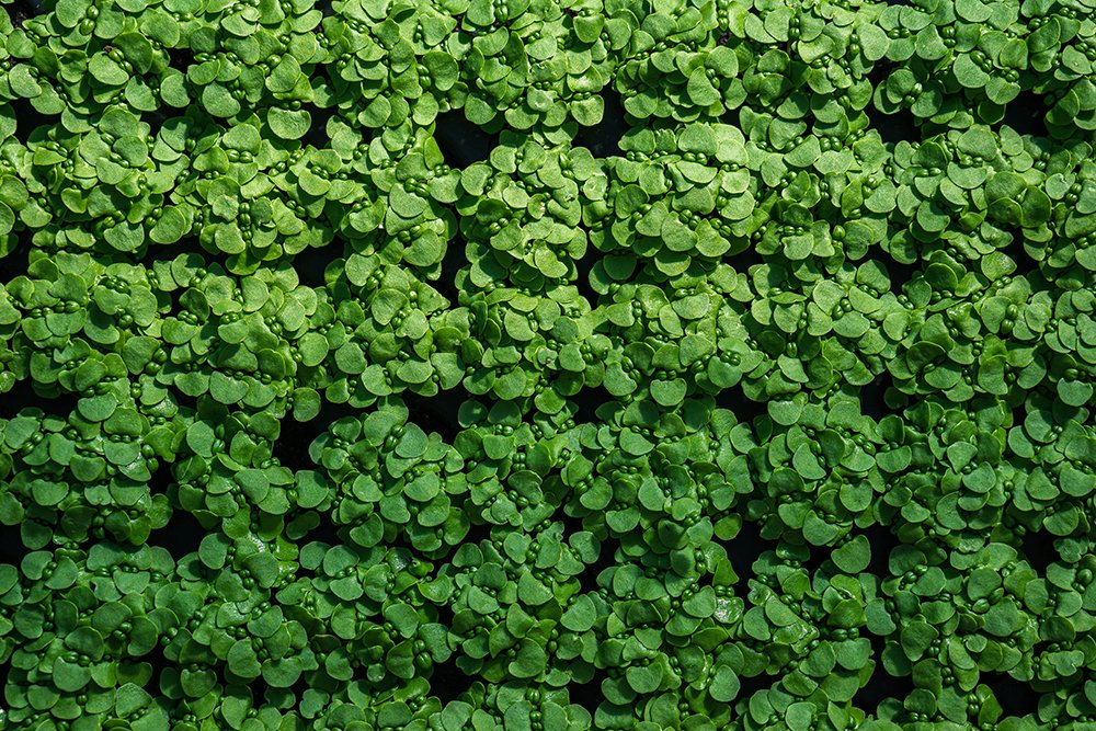 Photograph by Yuliia Pashentseva