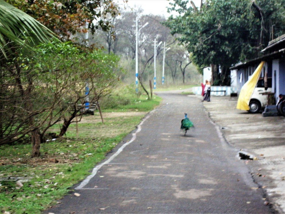 Photograph by Rajeev Sinha