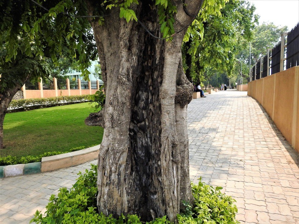 Photograph by Rajeev Sinha