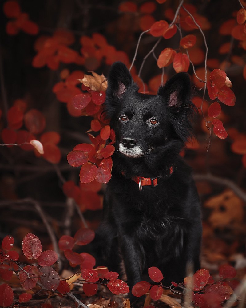 Photograph by Елизавета Романова