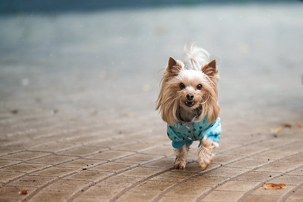 Фотография автора Ирина Войнова