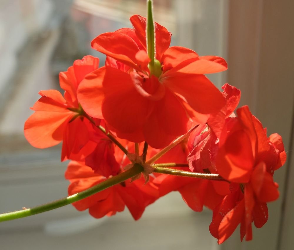 Photograph by Ираида Стародубцева