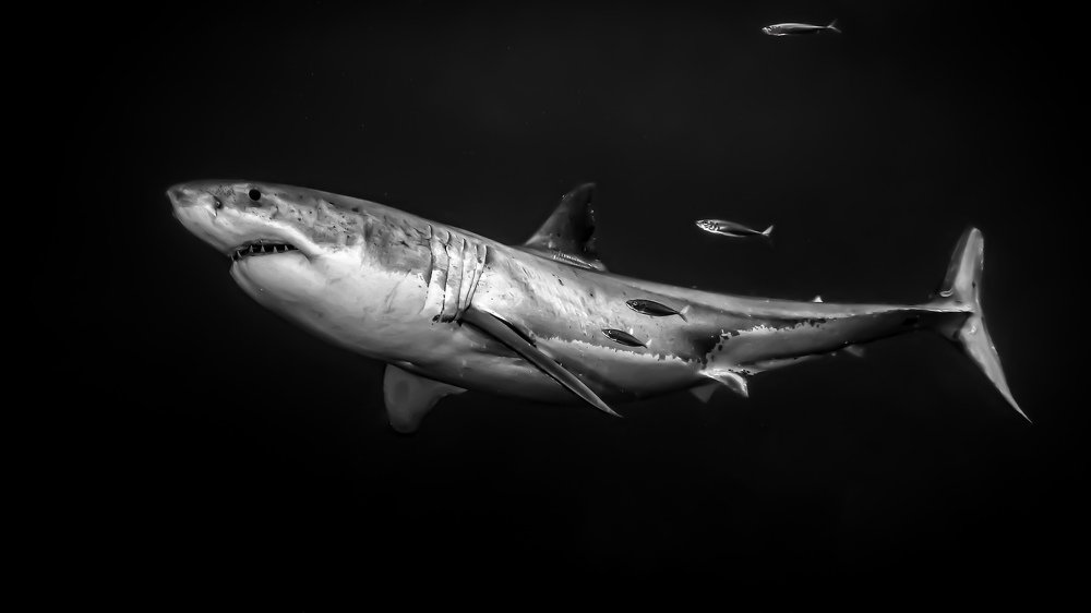 Photograph by Serge Melesan