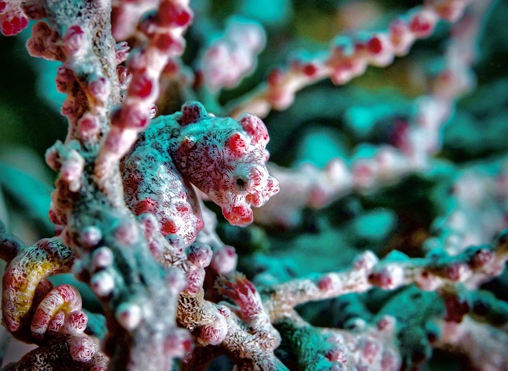 Photograph by Serge Melesan