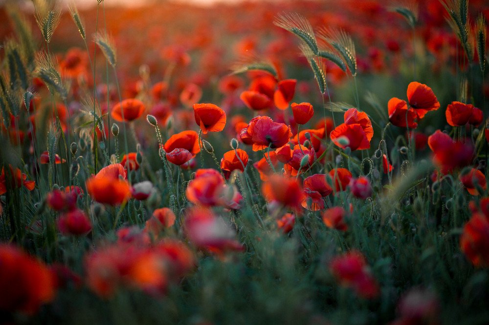 Photograph by Ольга Рязанцева