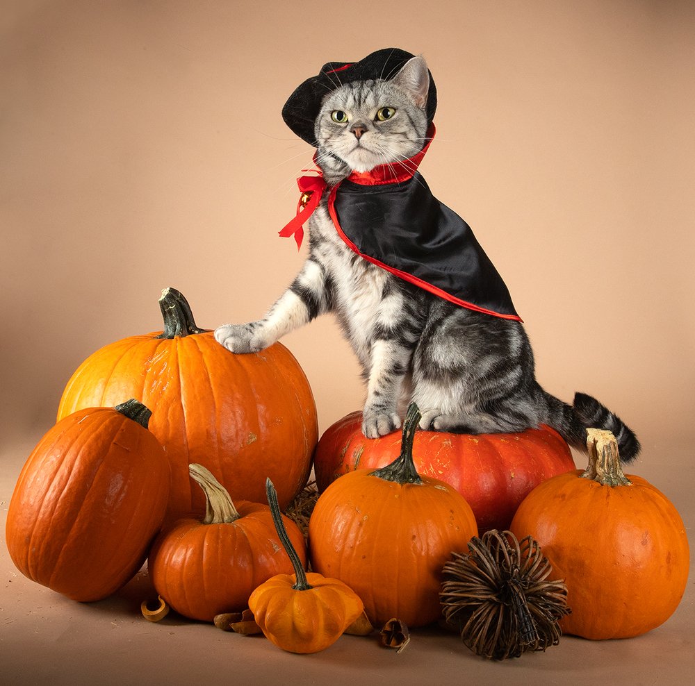 Маркиз  с тыквами - Autumn Cat