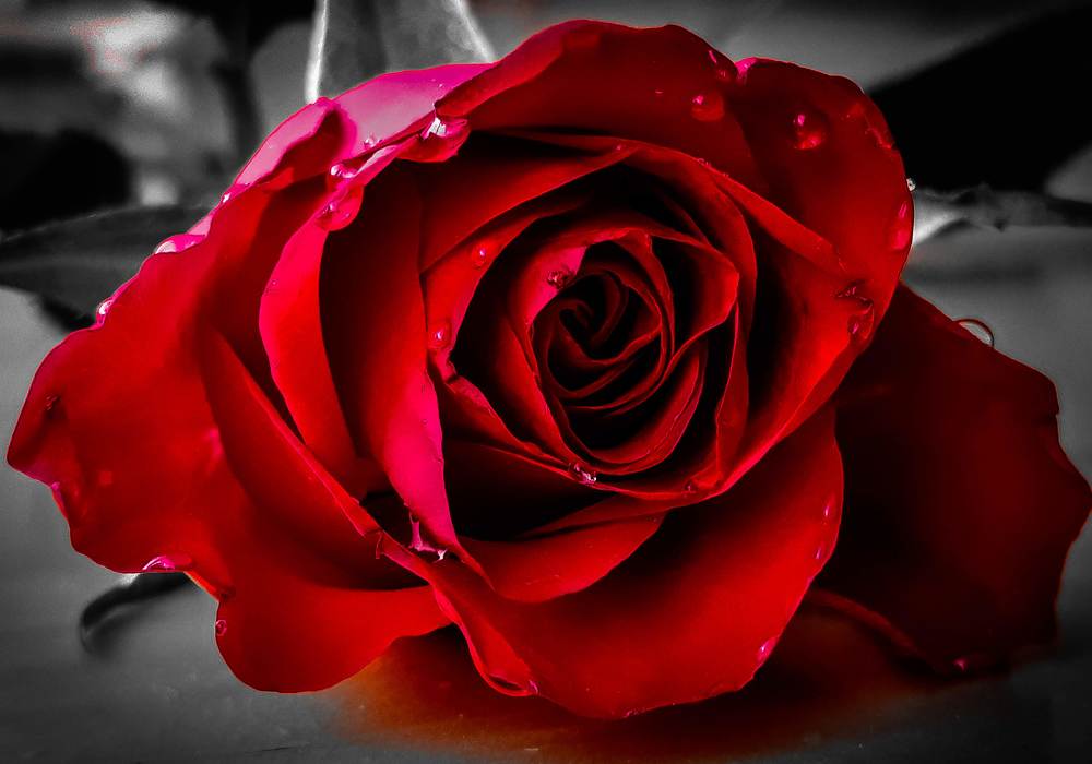 Красная роза.