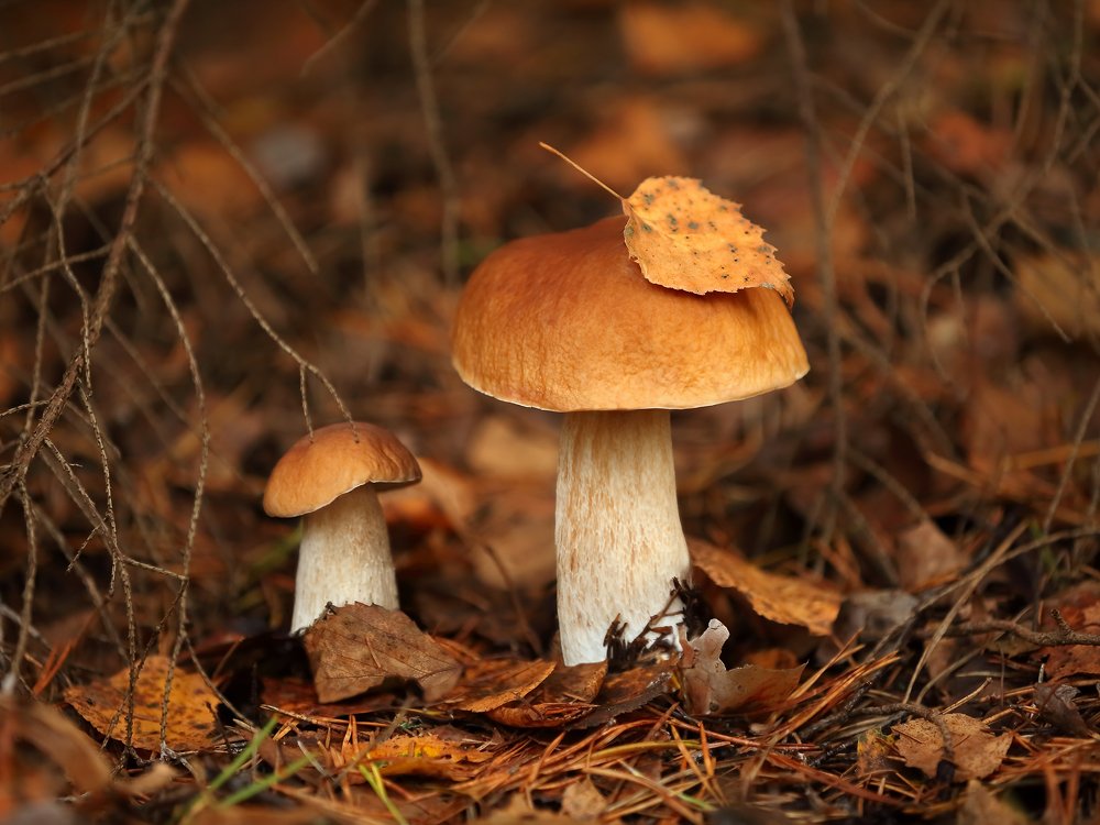 Photograph by Артём Самохвалов