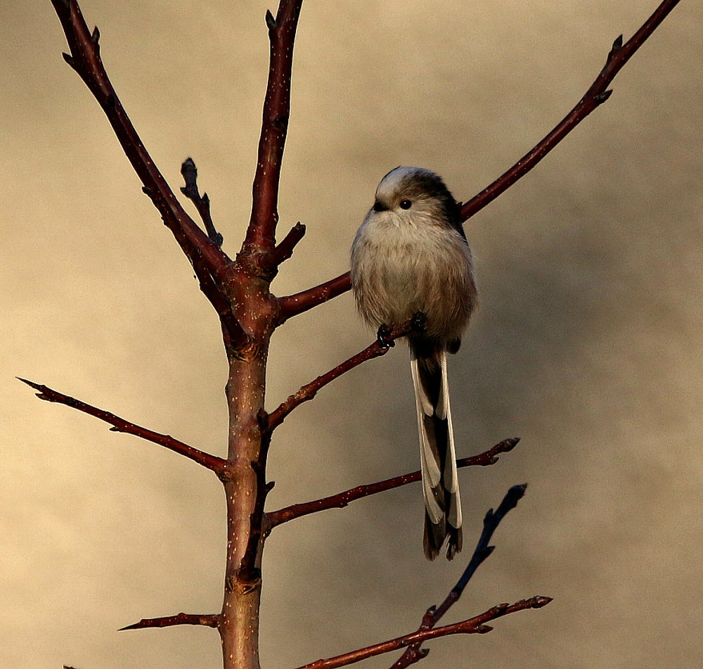 Длиннохвостая синица.