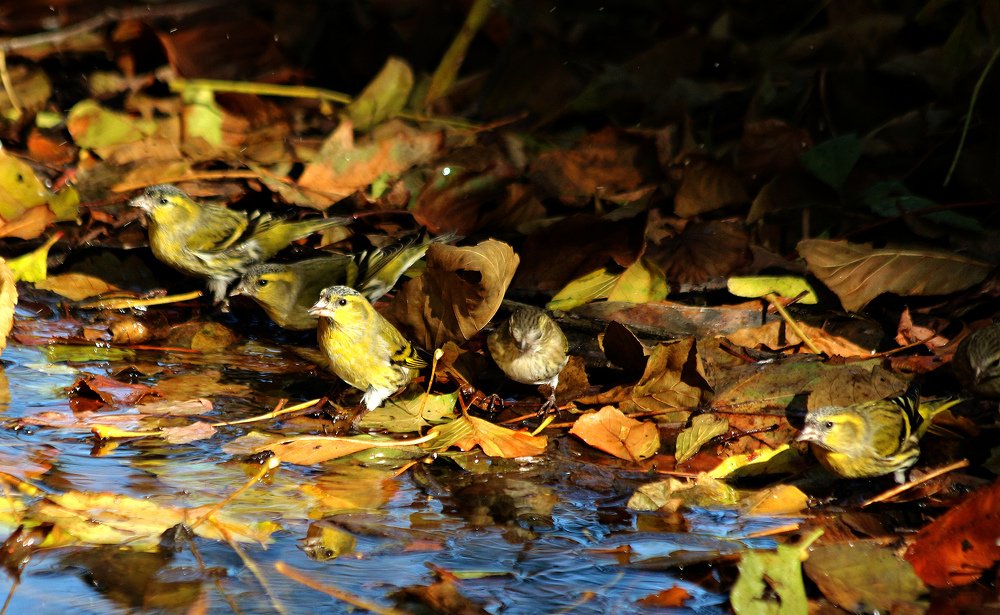 Чижи на водопое.