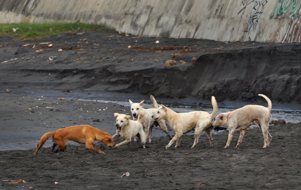 Photograph by  I Made Arya Dwita Dedok