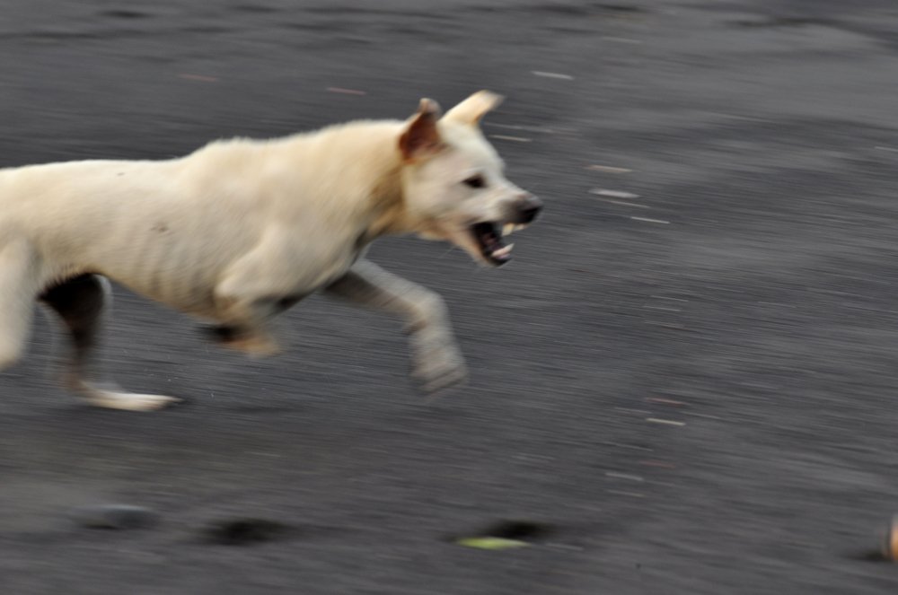 Photograph by  I Made Arya Dwita Dedok