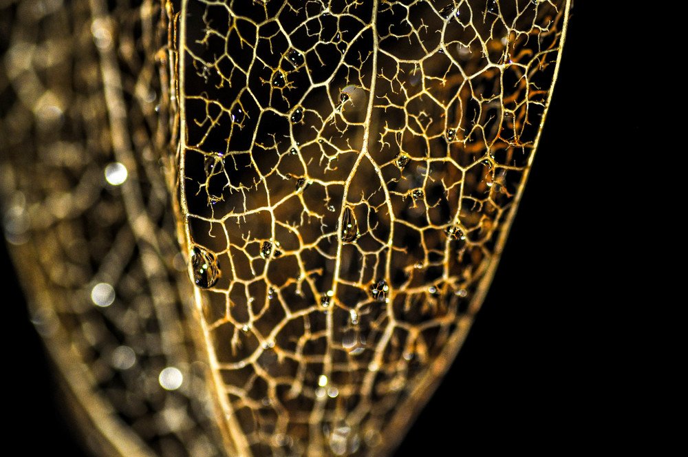 Золотые капельки...