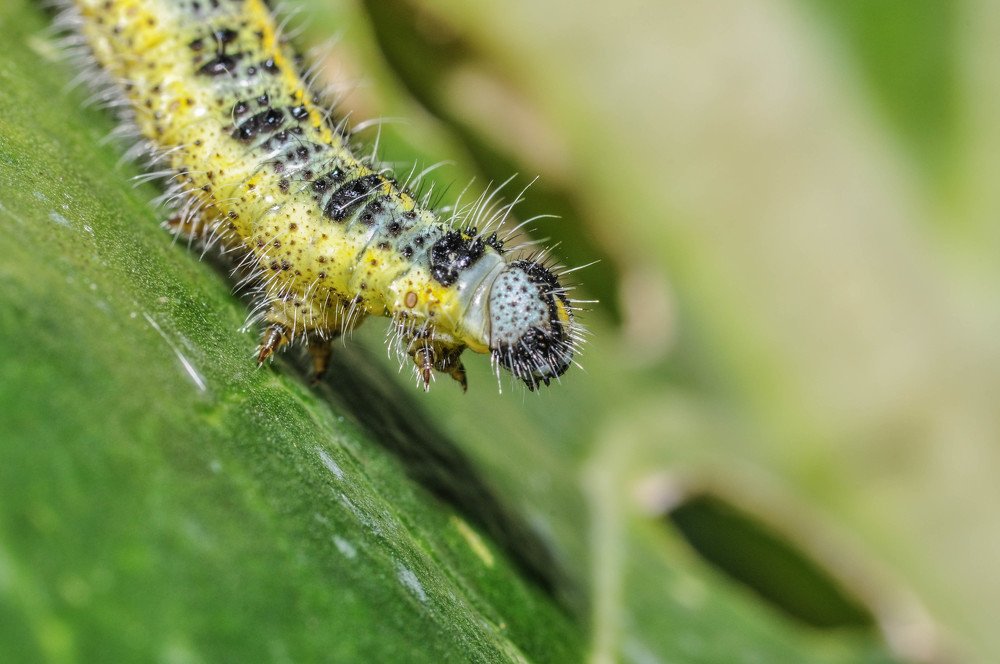 Любитель капусты.