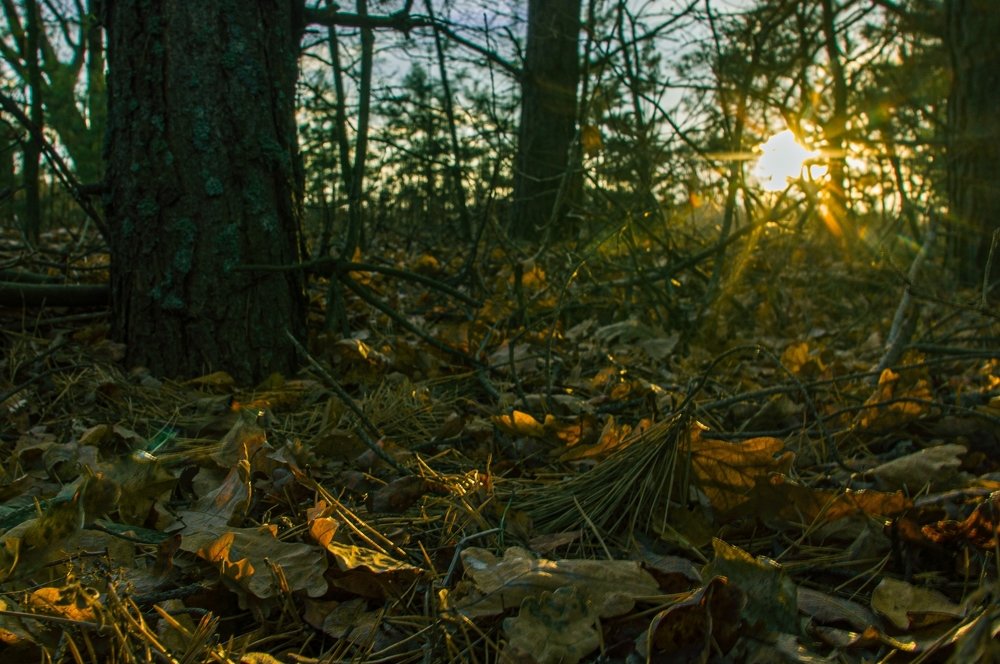 In the forest on an autumn morning