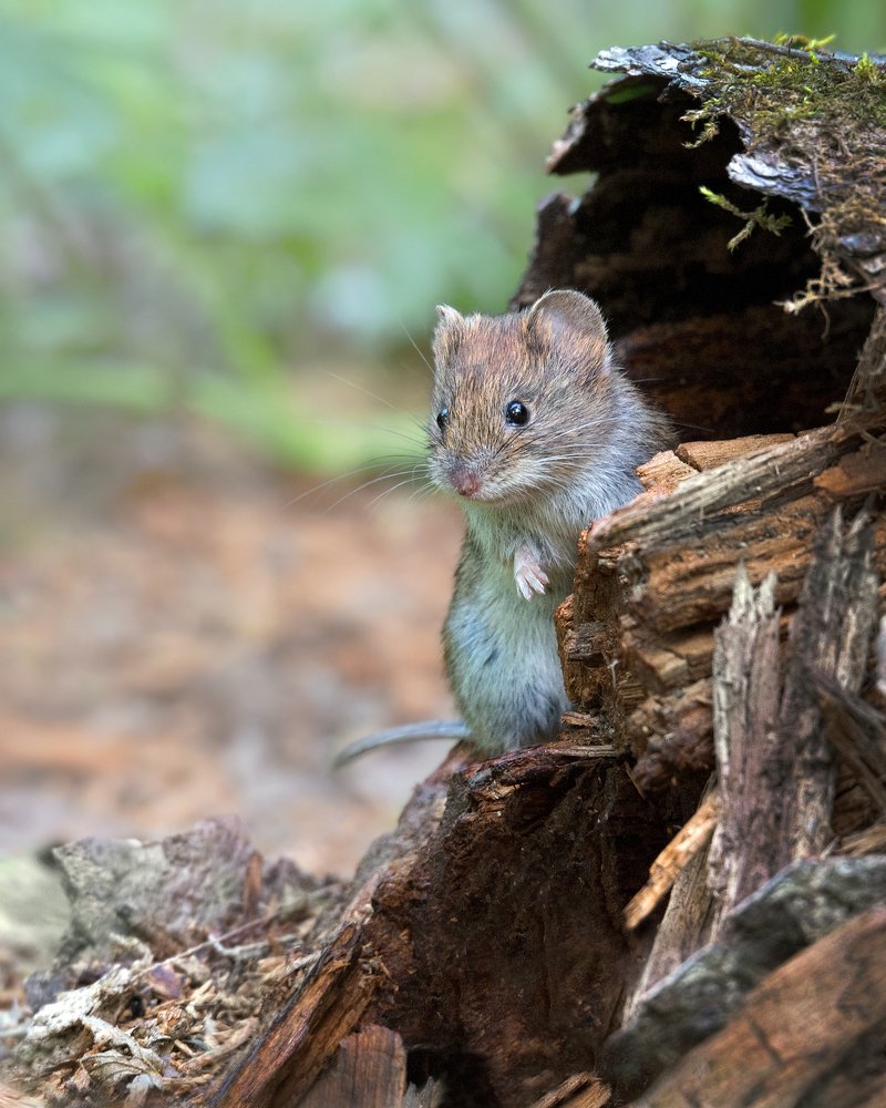 Photograph by Сергей Сильченков