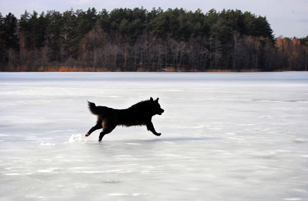 Фотография автора Анастасия Пищулова