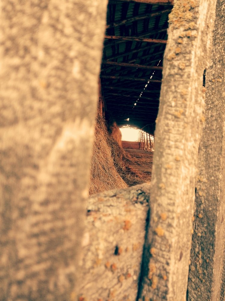 Photo #3832533