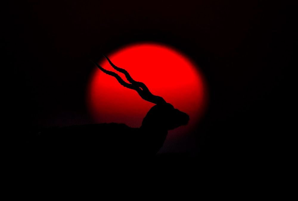 Photograph by Vijay Singh Chandel