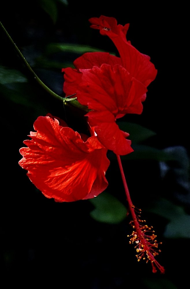 Photograph by Madhumanti Chatterjee