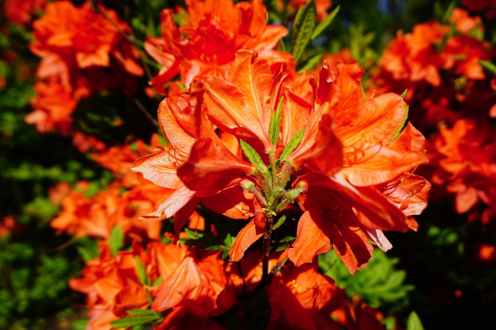 Фотография автора Сергей Барановский