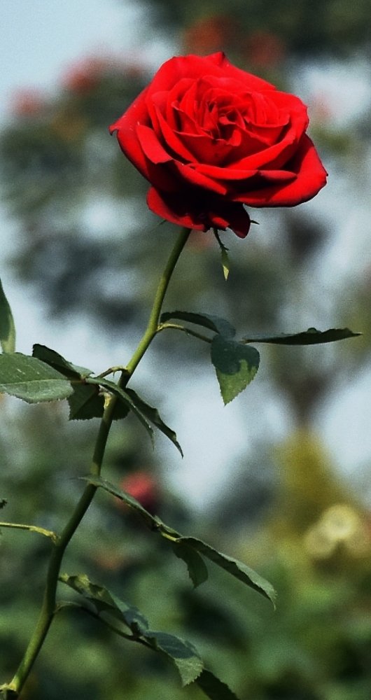 Photograph by Madhumanti Chatterjee