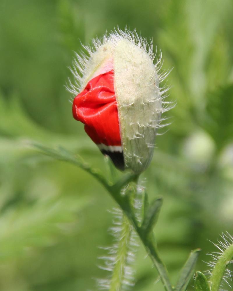 Рождение оптимиста