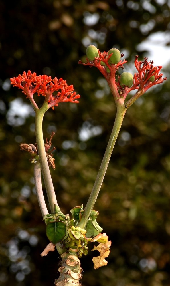 Photograph by Madhumanti Chatterjee