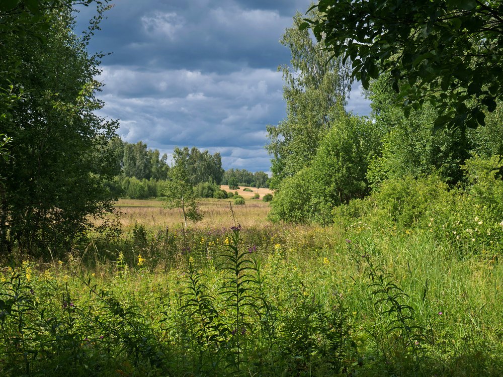 Краски июльского дня