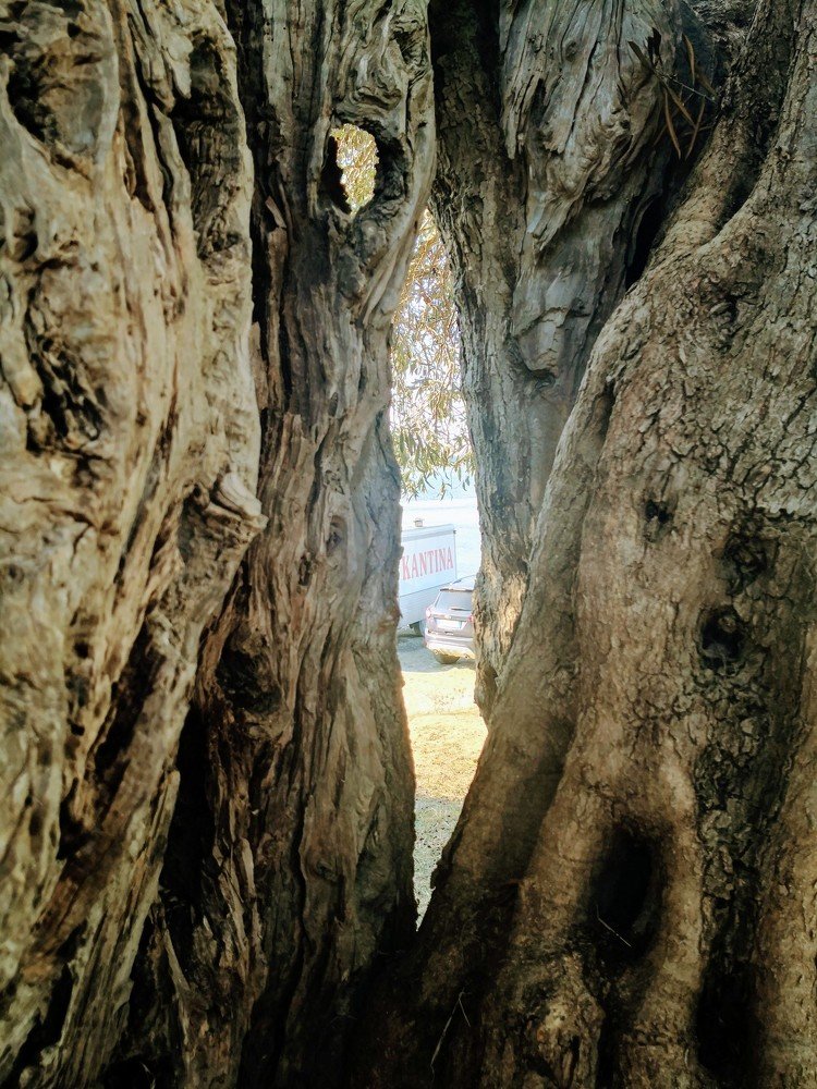 Photograph by Sajmir Laçej