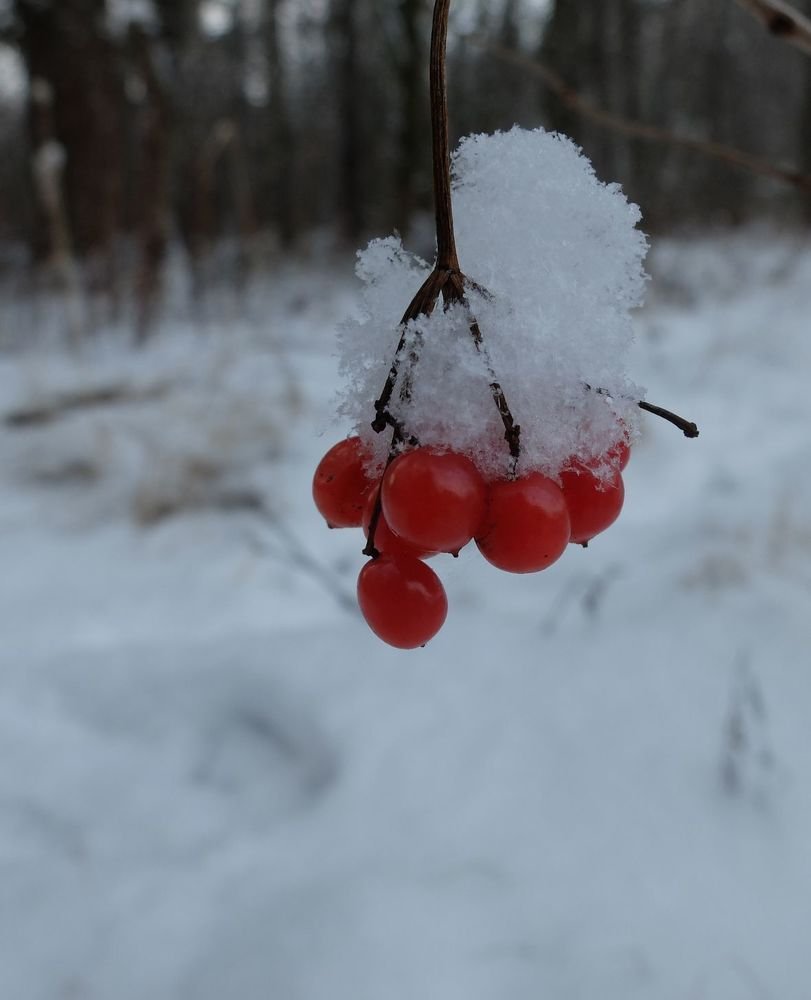 красное и белое