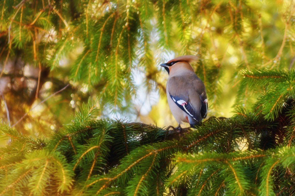Photograph by Сергей Приходько